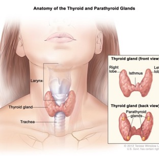 tiroides.png