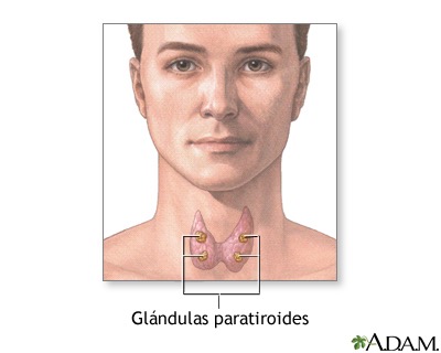 Parathyroids. We must avoid it.